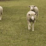 Imagem com foto das ovelhas de A Fazenda 14