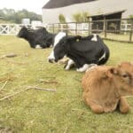 Imagem com fotos do touro e vacas de A Fazenda 14