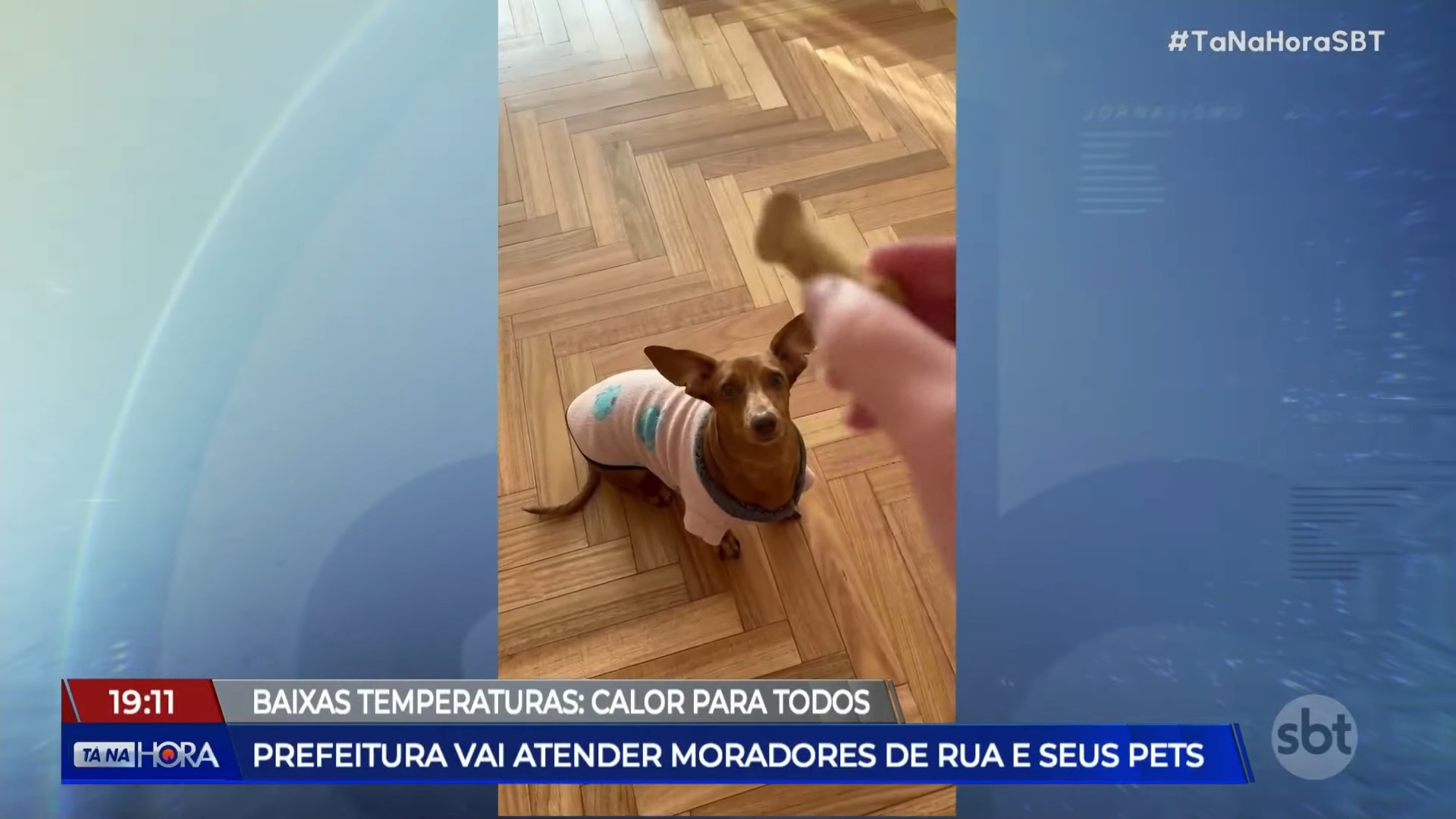 Foto de vídeo de bichos fofinhos exibido pelo Tá na Hora