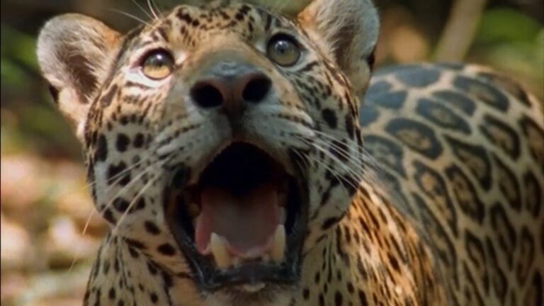 Onça com boca aberta mostrando dentes e expressão de ataque em close na natureza no programa Planeta Selvagem, exibido pela Band.