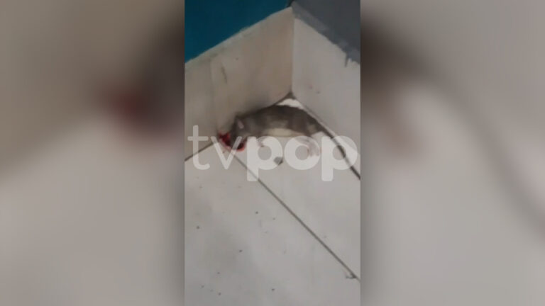Rato morto encostado em canto de parede com piso claro e mancha de sangue em restaurante da RedeTV!