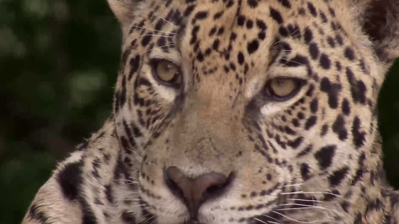 TV Cultura exibe documentário inédito sobre onças (foto: Divulgação)