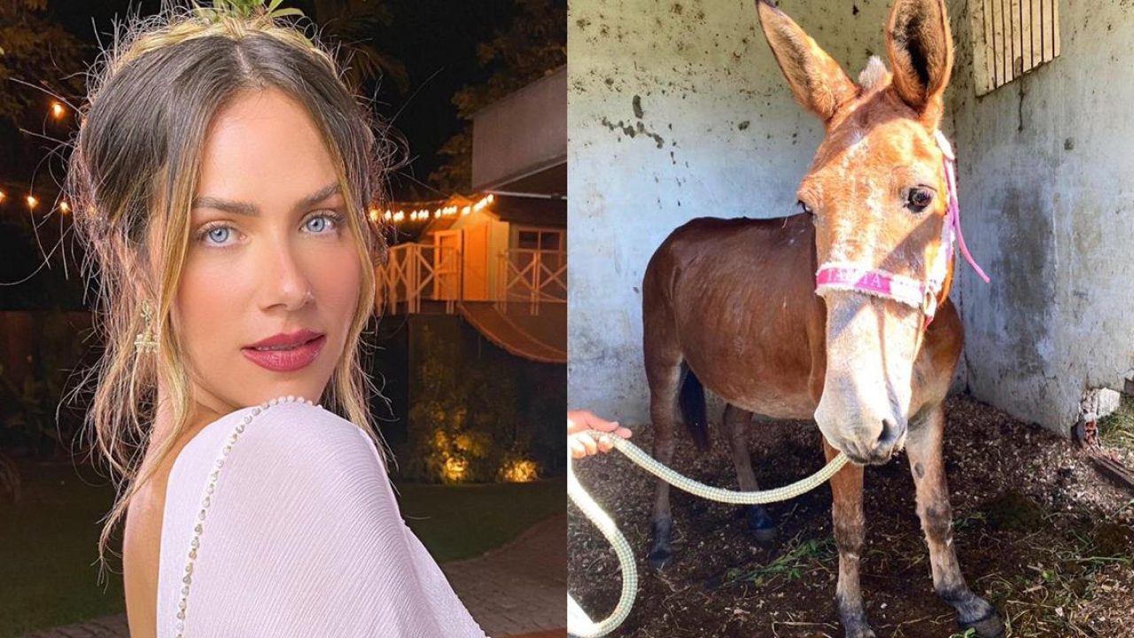 O burro Einstein é o mais novo integrante da família de Giovanna Ewbank (foto: Reprodução)