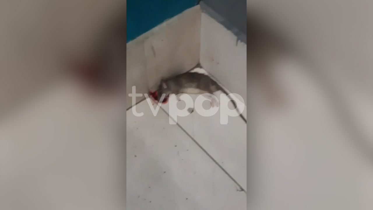 Rato morto encostado em canto de parede com piso claro e mancha de sangue em restaurante da RedeTV!